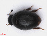  ( - RMNH.INS.542539)  @11 [ ] CreativeCommons - Attribution Non-Commercial Share-Alike (2013) Unspecified Naturalis Biodiversity Center