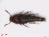  (Sepedophilus nigripennis - RMNH.INS.542541)  @15 [ ] CreativeCommons - Attribution Non-Commercial Share-Alike (2013) Unspecified Naturalis Biodiversity Center