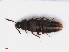  ( - RMNH.INS.542570)  @11 [ ] CreativeCommons - Attribution Non-Commercial Share-Alike (2013) Unspecified Naturalis Biodiversity Center