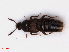  ( - RMNH.INS.542572)  @11 [ ] CreativeCommons - Attribution Non-Commercial Share-Alike (2013) Unspecified Naturalis Biodiversity Center