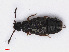  ( - RMNH.INS.542591)  @12 [ ] CreativeCommons - Attribution Non-Commercial Share-Alike (2013) Unspecified Naturalis Biodiversity Center