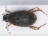  (Berosus signaticollis - RMNH.INS.542604)  @13 [ ] CreativeCommons - Attribution Non-Commercial Share-Alike (2013) Unspecified Naturalis Biodiversity Center