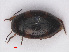  (Clemnius - RMNH.INS.542619)  @13 [ ] CreativeCommons - Attribution Non-Commercial Share-Alike (2013) Unspecified Naturalis Biodiversity Center