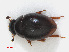  ( - RMNH.INS.542621)  @11 [ ] CreativeCommons - Attribution Non-Commercial Share-Alike (2013) Unspecified Naturalis Biodiversity Center