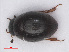  ( - RMNH.INS.542622)  @11 [ ] CreativeCommons - Attribution Non-Commercial Share-Alike (2013) Unspecified Naturalis Biodiversity Center