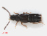  ( - RMNH.INS.542623)  @13 [ ] CreativeCommons - Attribution Non-Commercial Share-Alike (2013) Unspecified Naturalis Biodiversity Center