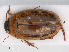  ( - RMNH.INS.542630)  @11 [ ] CreativeCommons - Attribution Non-Commercial Share-Alike (2013) Unspecified Naturalis Biodiversity Center