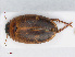  ( - RMNH.INS.542631)  @11 [ ] CreativeCommons - Attribution Non-Commercial Share-Alike (2013) Unspecified Naturalis Biodiversity Center