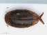  (Laccophilus minutus - RMNH.INS.542662)  @15 [ ] CreativeCommons - Attribution Non-Commercial Share-Alike (2013) Unspecified Naturalis Biodiversity Center