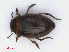  ( - RMNH.INS.542666)  @11 [ ] CreativeCommons - Attribution Non-Commercial Share-Alike (2013) Unspecified Naturalis Biodiversity Center