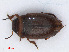  ( - RMNH.INS.542668)  @11 [ ] CreativeCommons - Attribution Non-Commercial Share-Alike (2013) Unspecified Naturalis Biodiversity Center