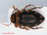  (Stictotarsus duodecimpustulatus - RMNH.INS.542693)  @15 [ ] CreativeCommons - Attribution Non-Commercial Share-Alike (2013) Unspecified Naturalis Biodiversity Center