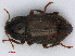  (Oulimnius tuberculatus - RMNH.INS.542697)  @15 [ ] CreativeCommons - Attribution Non-Commercial Share-Alike (2013) Unspecified Naturalis Biodiversity Center