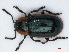  ( - RMNH.INS.542704)  @11 [ ] CreativeCommons - Attribution Non-Commercial Share-Alike (2013) Unspecified Naturalis Biodiversity Center