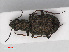  ( - RMNH.INS.542724)  @12 [ ] CreativeCommons - Attribution Non-Commercial Share-Alike (2013) Unspecified Naturalis Biodiversity Center
