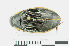  ( - RMNH.INS.549510)  @13 [ ] CreativeCommons - Attribution Non-Commercial Share-Alike (2013) Unspecified Naturalis Biodiversity Center
