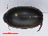  ( - RMNH.INS.549515)  @13 [ ] CreativeCommons - Attribution Non-Commercial Share-Alike (2013) Unspecified Naturalis Biodiversity Center