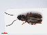  ( - RMNH.INS.549535)  @12 [ ] CreativeCommons - Attribution Non-Commercial Share-Alike (2013) Unspecified Naturalis Biodiversity Center