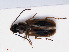  ( - RMNH.INS.549551)  @11 [ ] CreativeCommons - Attribution Non-Commercial Share-Alike (2013) Unspecified Naturalis Biodiversity Center