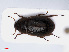  ( - RMNH.INS.549574)  @13 [ ] CreativeCommons - Attribution Non-Commercial Share-Alike (2013) Unspecified Naturalis Biodiversity Center