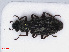  ( - RMNH.INS.549576)  @11 [ ] CreativeCommons - Attribution Non-Commercial Share-Alike (2013) Unspecified Naturalis Biodiversity Center