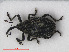  ( - RMNH.INS.536011)  @14 [ ] CreativeCommons - Attribution Non-Commercial Share-Alike (2012) Unspecified Naturalis, Biodiversity Centre