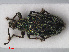 (Phyllobiini - RMNH.INS.536017)  @15 [ ] CreativeCommons - Attribution Non-Commercial Share-Alike (2012) Unspecified Naturalis, Biodiversity Centre