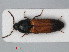  (Ampedus balteatus - RMNH.INS.536036)  @14 [ ] CreativeCommons - Attribution Non-Commercial Share-Alike (2012) Unspecified Naturalis, Biodiversity Centre