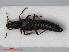  (Stenus cicindeloides - RMNH.INS.536039)  @14 [ ] CreativeCommons - Attribution Non-Commercial Share-Alike (2012) Unspecified Naturalis, Biodiversity Centre