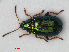  ( - RMNH.INS.536054)  @14 [ ] CreativeCommons - Attribution Non-Commercial Share-Alike (2012) Unspecified Naturalis, Biodiversity Centre