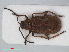  ( - RMNH.INS.536068)  @14 [ ] CreativeCommons - Attribution Non-Commercial Share-Alike (2012) Unspecified Naturalis, Biodiversity Centre