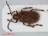  ( - RMNH.INS.536069)  @13 [ ] CreativeCommons - Attribution Non-Commercial Share-Alike (2012) Unspecified Naturalis, Biodiversity Centre