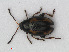  (Phyllotreta exclamationis - RMNH.INS.536076)  @14 [ ] CreativeCommons - Attribution Non-Commercial Share-Alike (2012) Unspecified Naturalis, Biodiversity Centre