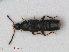  ( - RMNH.INS.536085)  @11 [ ] CreativeCommons - Attribution Non-Commercial Share-Alike (2012) Unspecified Naturalis, Biodiversity Centre