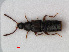  ( - RMNH.INS.536086)  @11 [ ] CreativeCommons - Attribution Non-Commercial Share-Alike (2012) Unspecified Naturalis, Biodiversity Centre