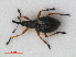  (Protapion fulvipes - RMNH.INS.536096)  @14 [ ] CreativeCommons - Attribution Non-Commercial Share-Alike (2012) Unspecified Naturalis, Biodiversity Centre