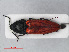  ( - RMNH.INS.536114)  @14 [ ] CreativeCommons - Attribution Non-Commercial Share-Alike (2012) Unspecified Naturalis, Biodiversity Centre