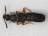  ( - RMNH.INS.536127)  @13 [ ] CreativeCommons - Attribution Non-Commercial Share-Alike (2012) Unspecified Naturalis, Biodiversity Centre