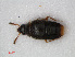  ( - RMNH.INS.536138)  @11 [ ] CreativeCommons - Attribution Non-Commercial Share-Alike (2012) Unspecified Naturalis, Biodiversity Centre
