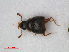  ( - RMNH.INS.536139)  @12 [ ] CreativeCommons - Attribution Non-Commercial Share-Alike (2012) Unspecified Naturalis, Biodiversity Centre