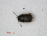  ( - RMNH.INS.536145)  @11 [ ] CreativeCommons - Attribution Non-Commercial Share-Alike (2012) Unspecified Naturalis, Biodiversity Centre