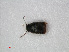  ( - RMNH.INS.536146)  @11 [ ] CreativeCommons - Attribution Non-Commercial Share-Alike (2012) Unspecified Naturalis, Biodiversity Centre