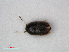  ( - RMNH.INS.536148)  @11 [ ] CreativeCommons - Attribution Non-Commercial Share-Alike (2012) Unspecified Naturalis, Biodiversity Centre