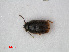  ( - RMNH.INS.536149)  @11 [ ] CreativeCommons - Attribution Non-Commercial Share-Alike (2012) Unspecified Naturalis, Biodiversity Centre