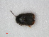  ( - RMNH.INS.536150)  @12 [ ] CreativeCommons - Attribution Non-Commercial Share-Alike (2012) Unspecified Naturalis, Biodiversity Centre