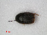 ( - RMNH.INS.536151)  @12 [ ] CreativeCommons - Attribution Non-Commercial Share-Alike (2012) Unspecified Naturalis, Biodiversity Centre