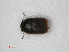  ( - RMNH.INS.536152)  @12 [ ] CreativeCommons - Attribution Non-Commercial Share-Alike (2012) Unspecified Naturalis, Biodiversity Centre