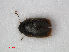  ( - RMNH.INS.536153)  @11 [ ] CreativeCommons - Attribution Non-Commercial Share-Alike (2012) Unspecified Naturalis, Biodiversity Centre