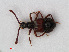  (Tyrus mucronatus - RMNH.INS.536159)  @14 [ ] CreativeCommons - Attribution Non-Commercial Share-Alike (2012) Unspecified Naturalis, Biodiversity Centre