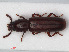  (Hypophlaeini - RMNH.INS.536164)  @14 [ ] CreativeCommons - Attribution Non-Commercial Share-Alike (2012) Unspecified Naturalis, Biodiversity Centre